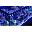 Peninsula G3 S-700 Redsea