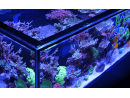 Peninsula G3 S-700 Redsea