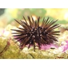 Echinometra mathaei
