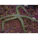 Ophiarachna incrassata