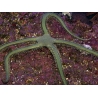 Ophiarachna incrassata