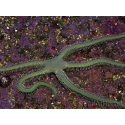 Ophiarachna incrassata