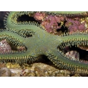 Ophiarachna incrassata
