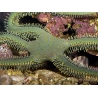 Ophiarachna incrassata