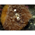 Periclimenes sp. 2-4 cm