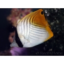 Chaetodon auriga 7-14 cm
