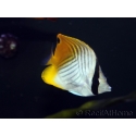 Chaetodon auriga 7-14 cm