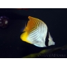 Chaetodon auriga 7-14 cm