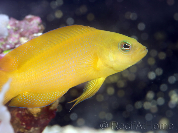 pseudochromis aureus