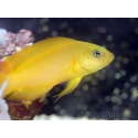 pseudochromis aureus
