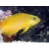 pseudochromis aureus