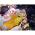 pseudochromis aureus