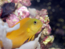 pseudochromis aureus