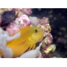 pseudochromis aureus