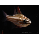 Apogon margaritophorus