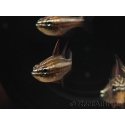 Apogon margaritophorus