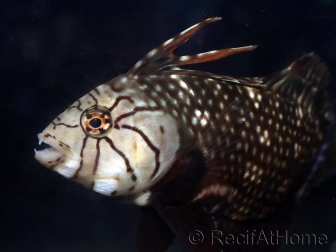 Novaculichthys taeniourus 10-12 cm