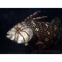 Novaculichthys taeniourus 10-12 cm
