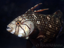 Novaculichthys taeniourus 10-12 cm