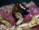 Novaculichthys taeniourus 10-12 cm