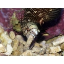 Novaculichthys taeniourus 10-12 cm