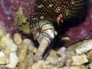 Novaculichthys taeniourus 10-12 cm