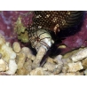 Novaculichthys taeniourus 10-12 cm