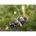 Neosynchiropus ocellatus 4-6 cm