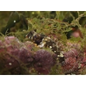 Neosynchiropus ocellatus 4-6 cm