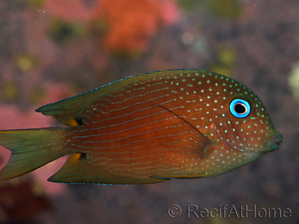 WYSIWYG Ctenochaetus binotatus 6-8 cm