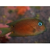 WYSIWYG Ctenochaetus binotatus 6-8 cm