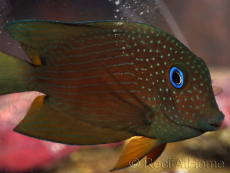 WYSIWYG Ctenochaetus binotatus 6-8 cm