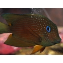 WYSIWYG Ctenochaetus binotatus 6-8 cm