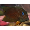 WYSIWYG Ctenochaetus binotatus 6-8 cm