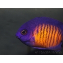 Centropyge bispinosa WYSIWYG1 élevage MERS 5-7 cm