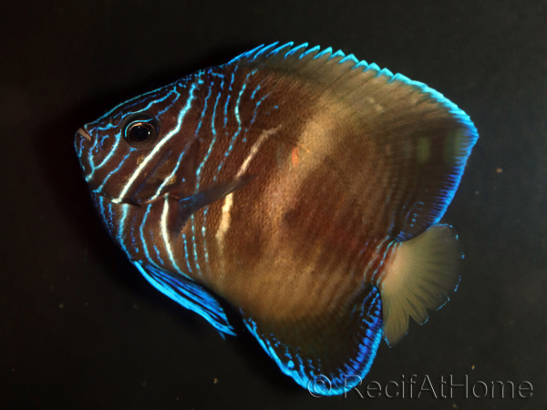 Pomacanthus maculosus S WYSIWYG 2 èlevage France MERS