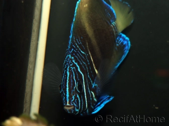 Pomacanthus maculosus S WYSIWYG 2 èlevage France MERS