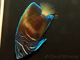 Pomacanthus maculosus S WYSIWYG 2 èlevage France MERS