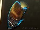 Pomacanthus maculosus S WYSIWYG 2 èlevage France MERS