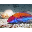 Cirrhilabrus aurantidorsalis 5-7 cm