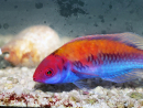 Cirrhilabrus aurantidorsalis 5-7 cm
