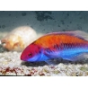 Cirrhilabrus aurantidorsalis 5-7 cm