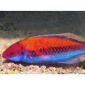 Cirrhilabrus aurantidorsalis 5-7 cm