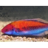 Cirrhilabrus aurantidorsalis 5-7 cm