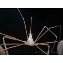Stenorhynchus seticornis CARAIBES 6-10 cm
