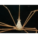 Stenorhynchus seticornis CARAIBES 6-10 cm