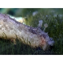 Dolabella auricularia 