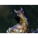 Dolabella auricularia 