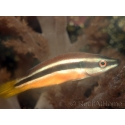 Diproctacanthus xanthurus 6-8 cm 