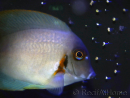 Acanthurus chronixis 10-12 cm